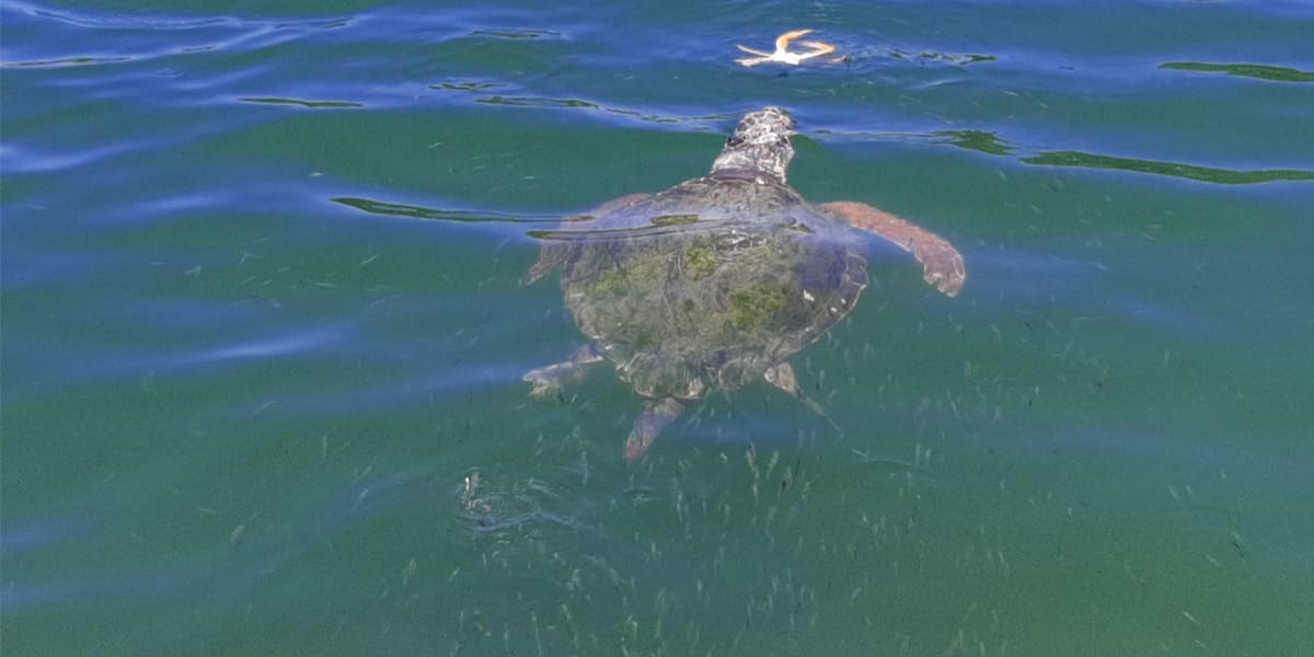 dalyan-river-boat-tour-1